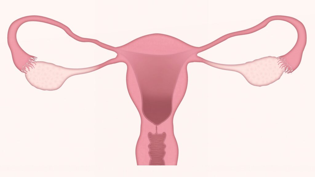 uterus, ovary, ovaries-3777765.jpg